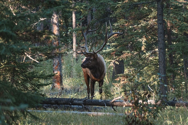 Photo largest male elk with antler standing in deep forest at jasper national park