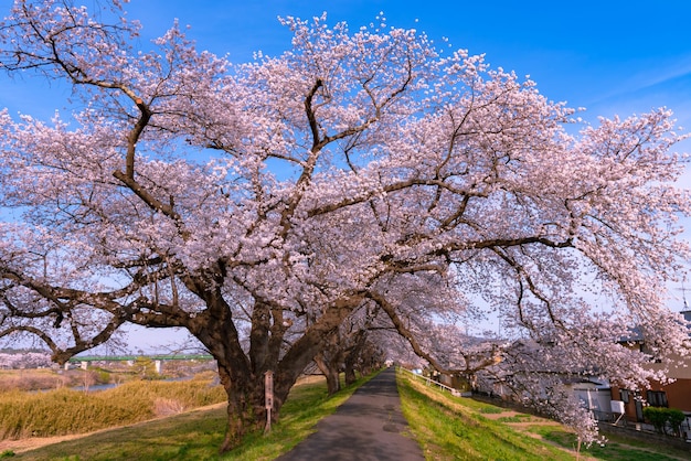 The largest yoshino cherry tree in Japan at Shiroishi river bank in Funaoka Castle Park Miyagi Japan