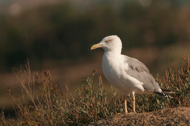 Larus fuscus - The shadow gull is a species of Charadriiform bird in the Laridae family