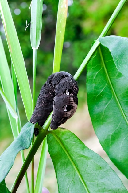 Larva of elephant hawk moth on a green branch