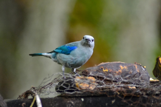 las aves