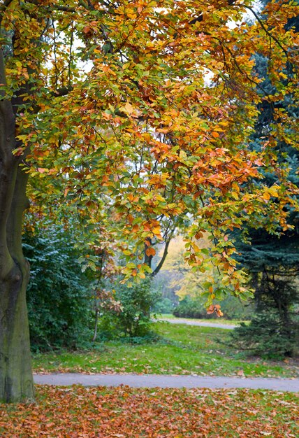 Last golden tree foliage in autumn city park