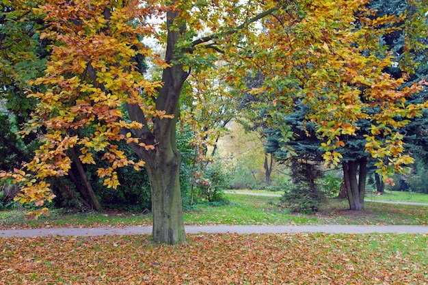 Last golden tree foliage in autumn city park