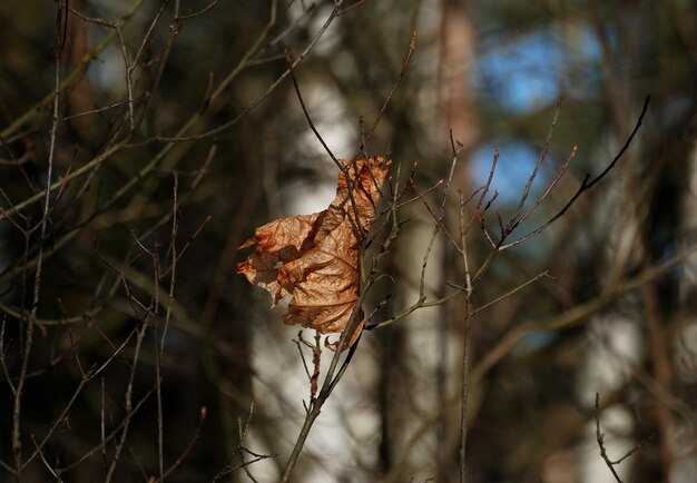 Last year's dry canadian maple leaf on a Sunny March morning Moscow region Russia