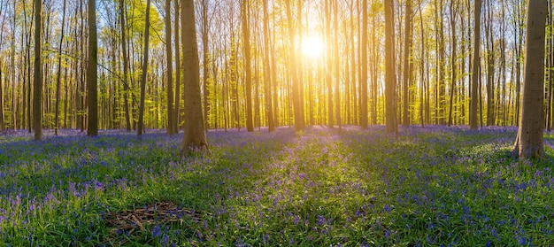 The late evening sun beams through a clump of beech trees in hallerbos illuminating a carpet of bluebells panorama