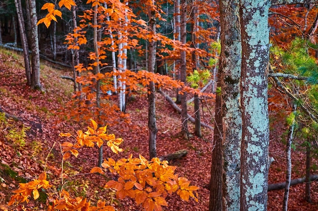 Late fall forest of orange leaves and focus on tree bark with lichen