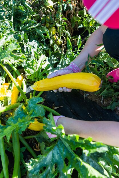 Late summer in organic community vegetable garden.