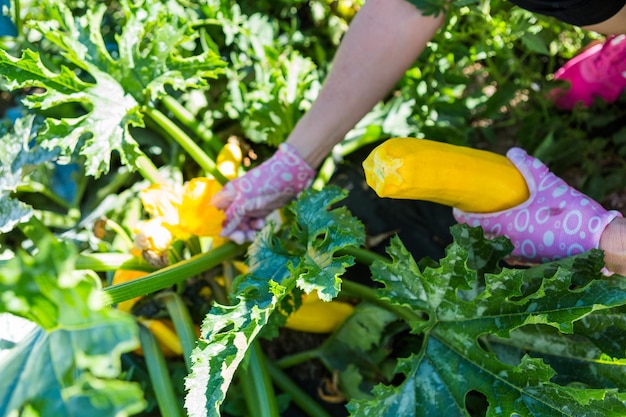 Late summer in organic community vegetable garden.