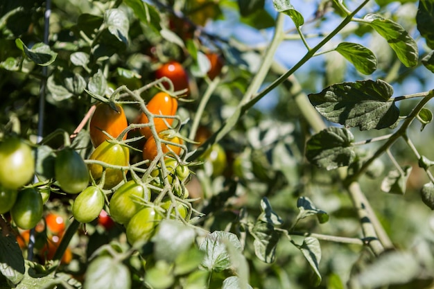 Late summer in organic community vegetable garden.