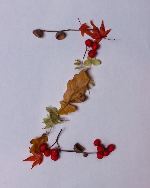 Latin alphabet letters from autumn leaves on a white background