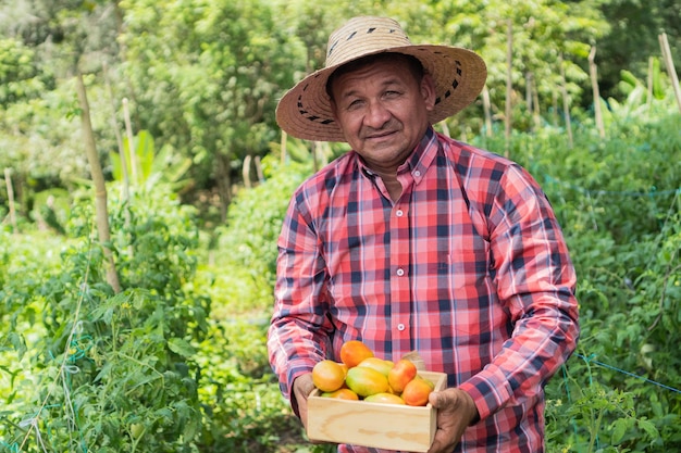 Latin Male worker picking tomato at plantation