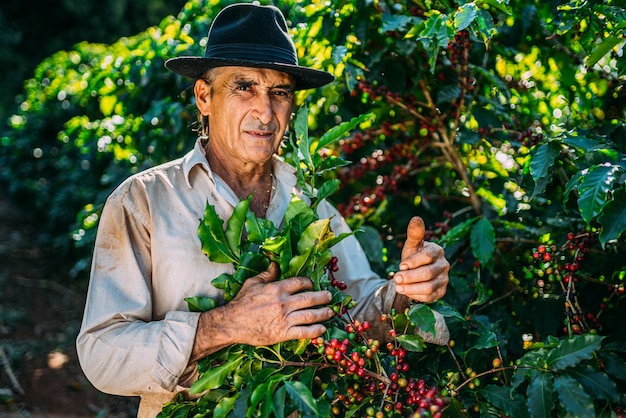 Latin man picking coffee beans on a sunny day. Coffee farmer is harvesting coffee berries. Brazil