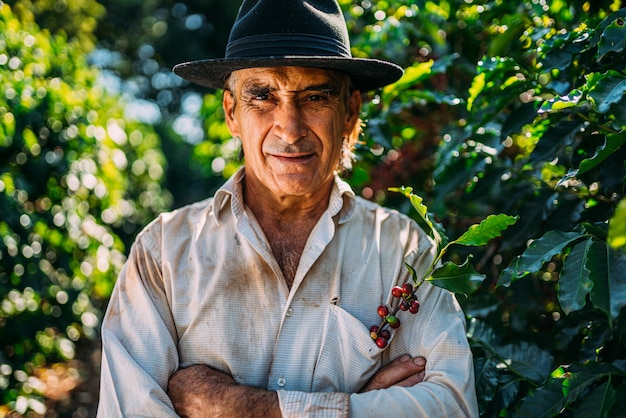 Latin man picking coffee beans on a sunny day. Coffee farmer is harvesting coffee berries. Brazil