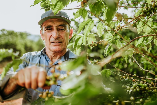 Latin man picking coffee beans on a sunny day Coffee farmer is harvesting coffee berries Brazil