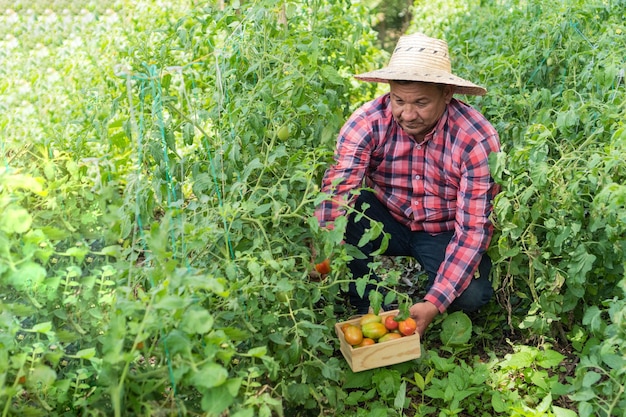 Latin Man picking vine tomatoes from the orchard