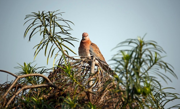 Laughing doves perched in the forest in India