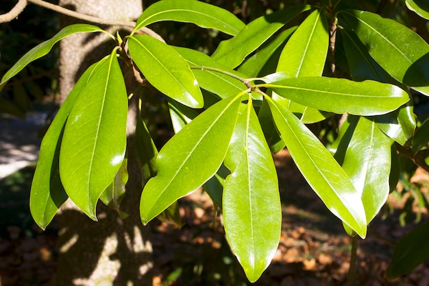 Laurel bush hedge growing in a spring garden close-up