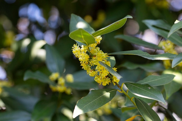 The laurel is noble with yellow flowers in spring Greek laurel or sweet real laurel is a fragrant evergreen tree or a large shrub with green leaves