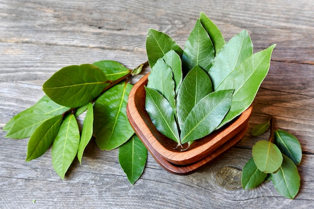 Laurel or sweet bay in a wooden bowl on a gray table