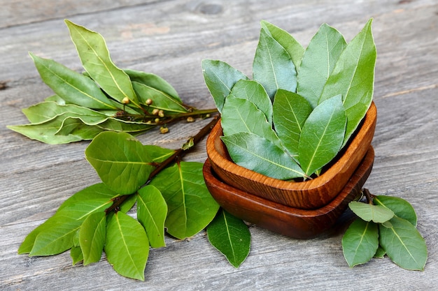 Laurel or sweet bay in a wooden bowl on a gray table