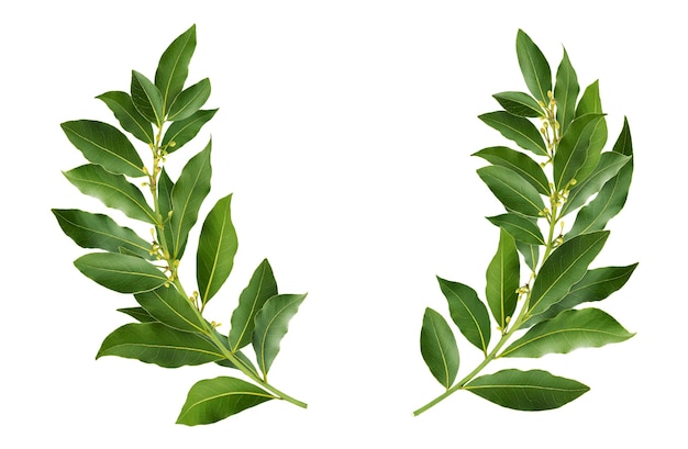 Laurel wreath made of fresh bay leaf branches, isolated on white background with clipping path