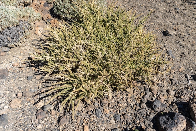 Lava Fields Pumice Volcano Stones Texture Volcanic Pumice Pattern Pieces of Lava Basalt Extrusive Igneous Rock