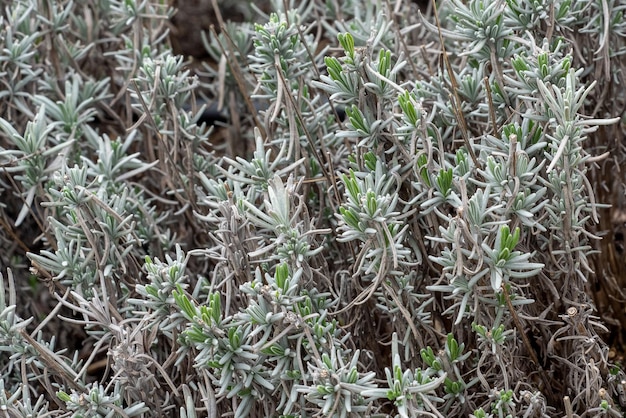 Lavandula angustifolia leaves in the garden also commonly know as English Lavender