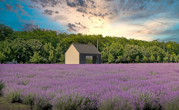 Lavandula common name lavender