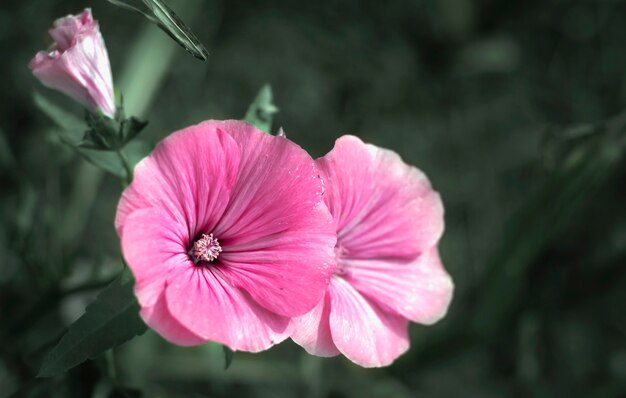 Lavatera flowers are flowering plants in the Malvaceae family.