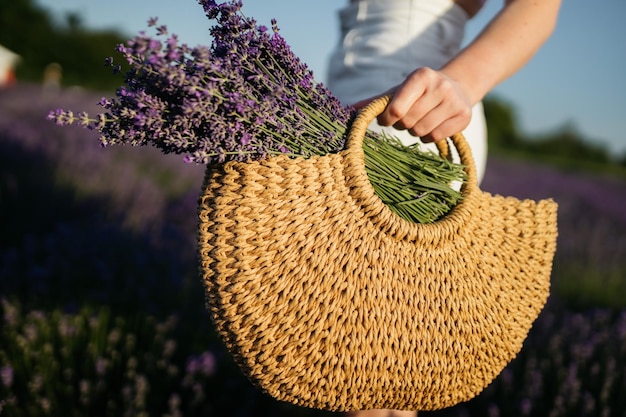 Lavender in a basket Basket with lavender flowers Wicker basket of freshly cut lavender flowers a field of lavender bushes The concept of spa aromatherapy cosmetology Soft selective focus