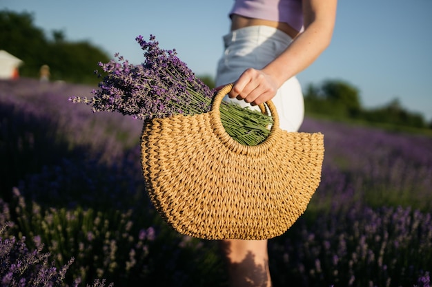 Lavender in a basket Basket with lavender flowers Wicker basket of freshly cut lavender flowers a field of lavender bushes The concept of spa aromatherapy cosmetology Soft selective focus