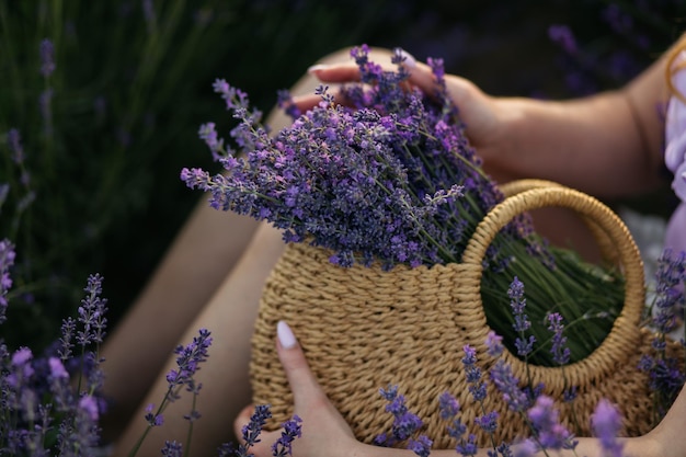 Lavender in a basket Basket with lavender flowers Wicker basket of freshly cut lavender flowers a field of lavender bushes The concept of spa aromatherapy cosmetology Soft selective focus