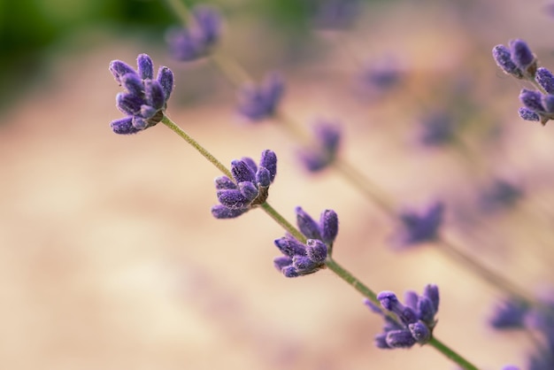 Lavender beautiful flowers