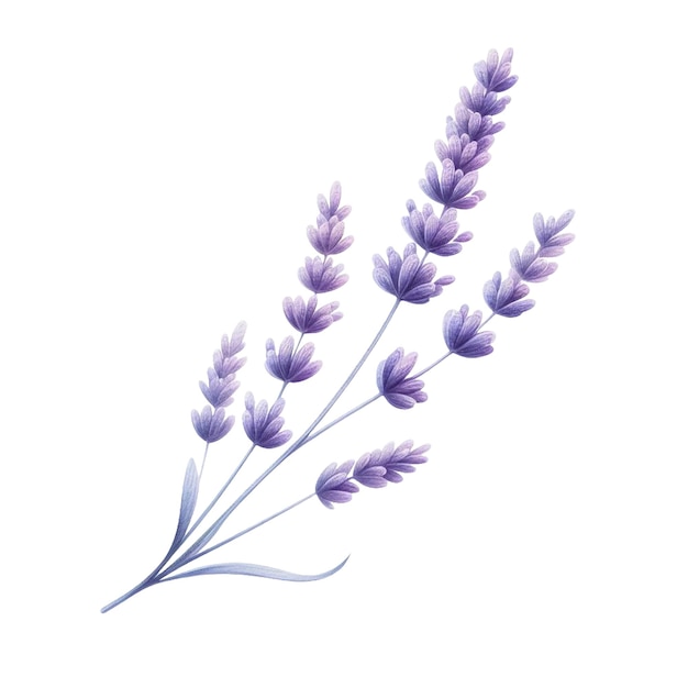 Lavender Bliss Watercolor Clipart