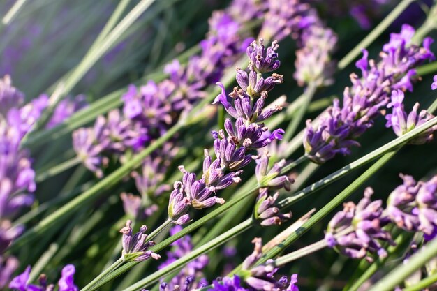 Lavender blooming gardens lilac lavender branches spring bloom