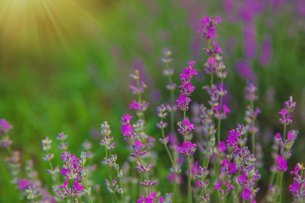 Lavender blossoms in a beautiful background field Selective focus