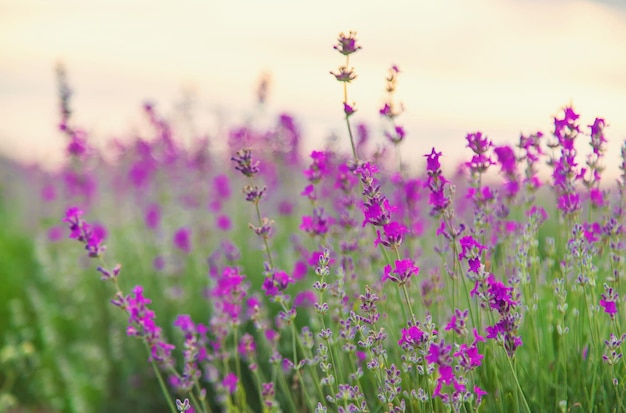 Lavender blossoms in a beautiful background field Selective focus