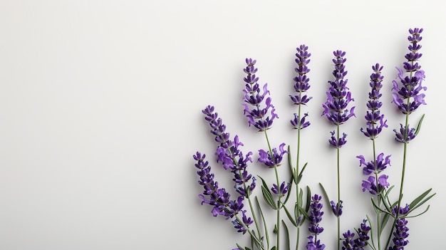 Lavender Blossoms on White Background