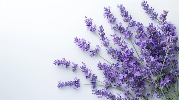 Lavender Blossoms on White Background