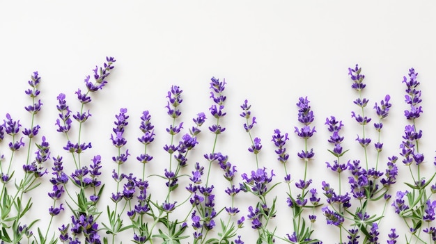 Lavender Border Aromatherapy Artistic Botanical Arrangement on White Background