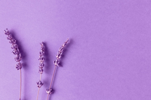 Lavender branches on paper background, toned in lilac color