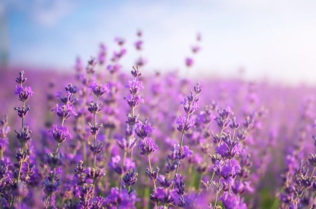 Lavender closeup. Composition of nature.