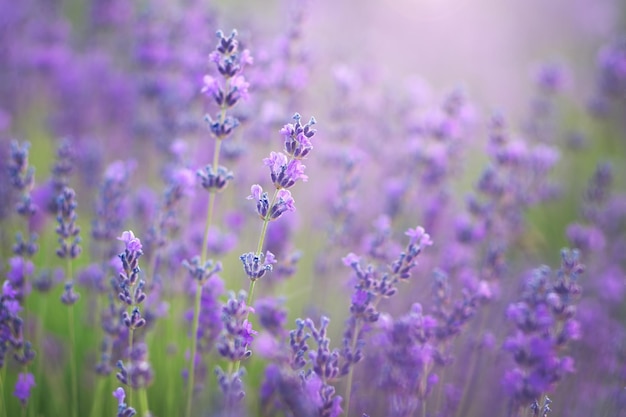 Lavender closeup Composition of nature