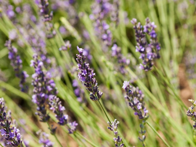 Lavender farm in Palisade, Colorado.