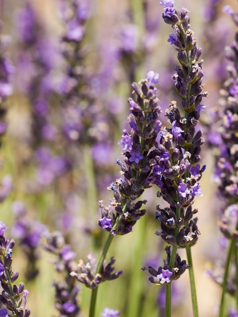 Lavender farm in Palisade, Colorado.