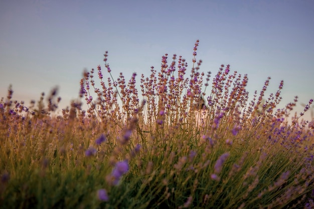 Lavender field in the evening