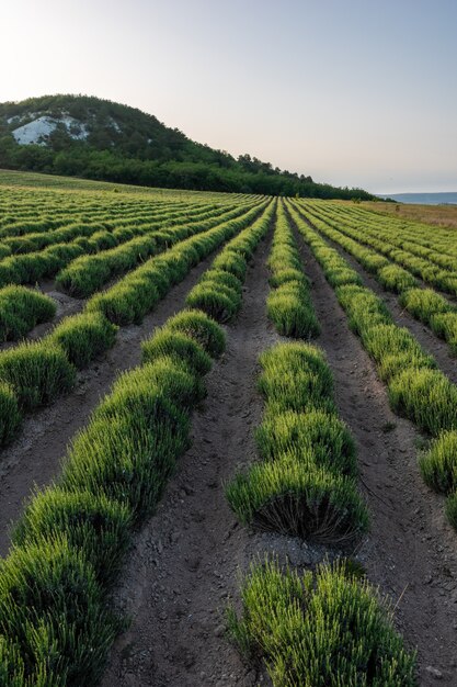 Lavender field at spring with rows of lavender bushes without flowers