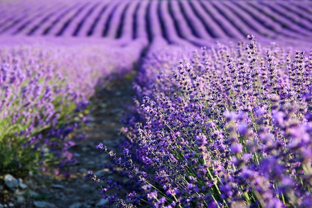 Lavender field in summer Lavender flowers grow in stripes