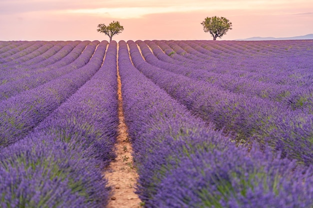 Lavender field summer sunset landscape near Valensole. Provence, France. Wonderful nature scene