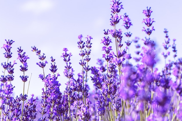 Lavender Field in the summer